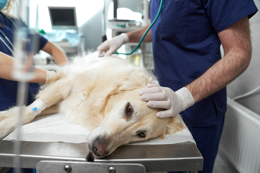 Recorded Webinar: Canine and Feline Coagulopathies: A Case-Based ...